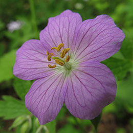 Geranium 'Espresso'